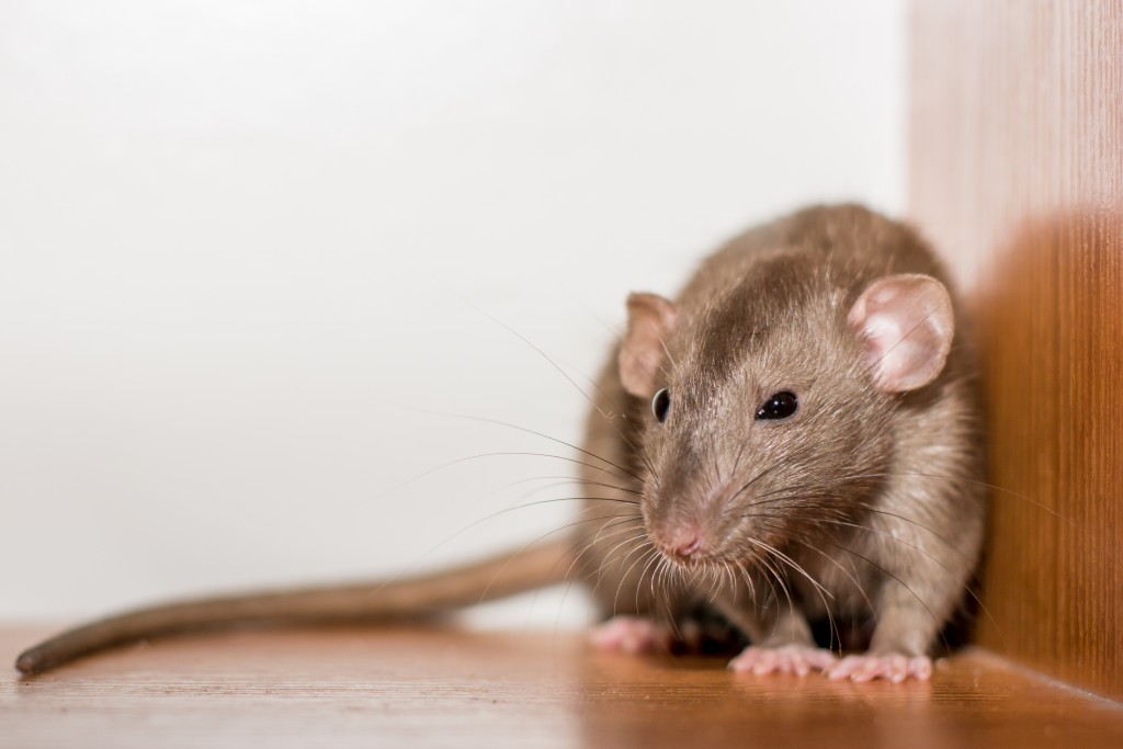 Close up of a rat