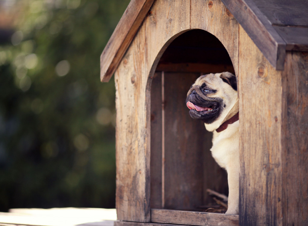 outdoor dog house