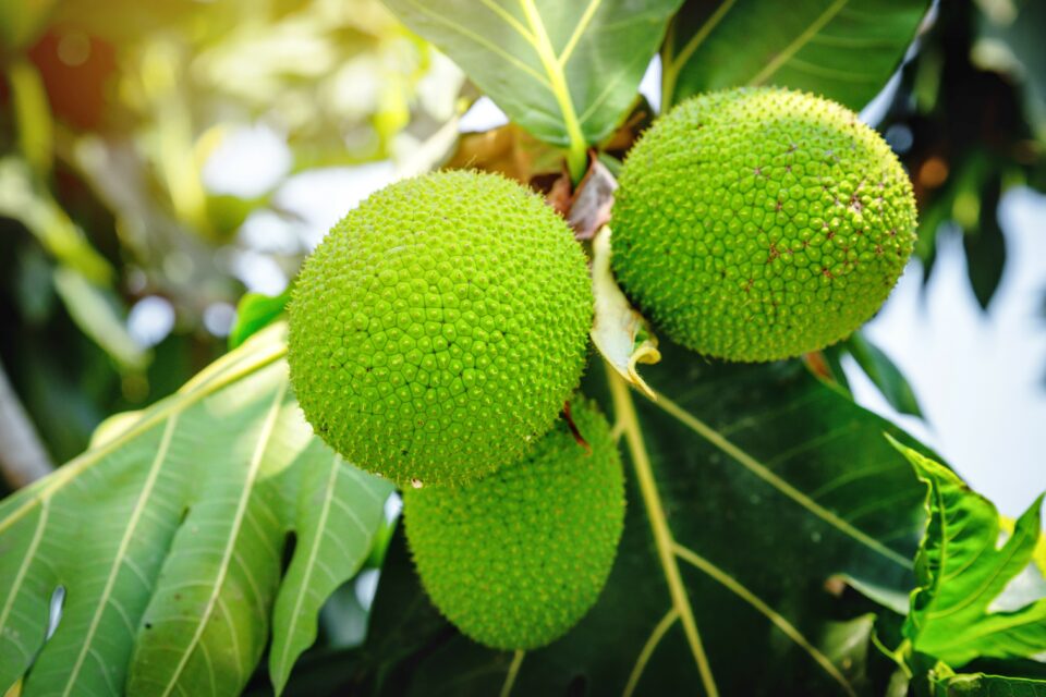 Benefits Offered by Breadfruit