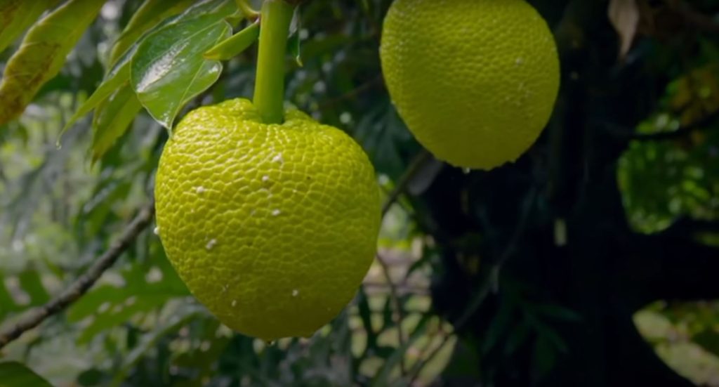 What is Breadfruit