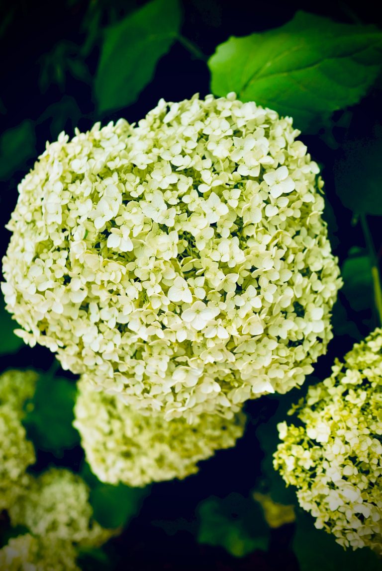 How to Grow and Take Care of Climbing Hydrangeas