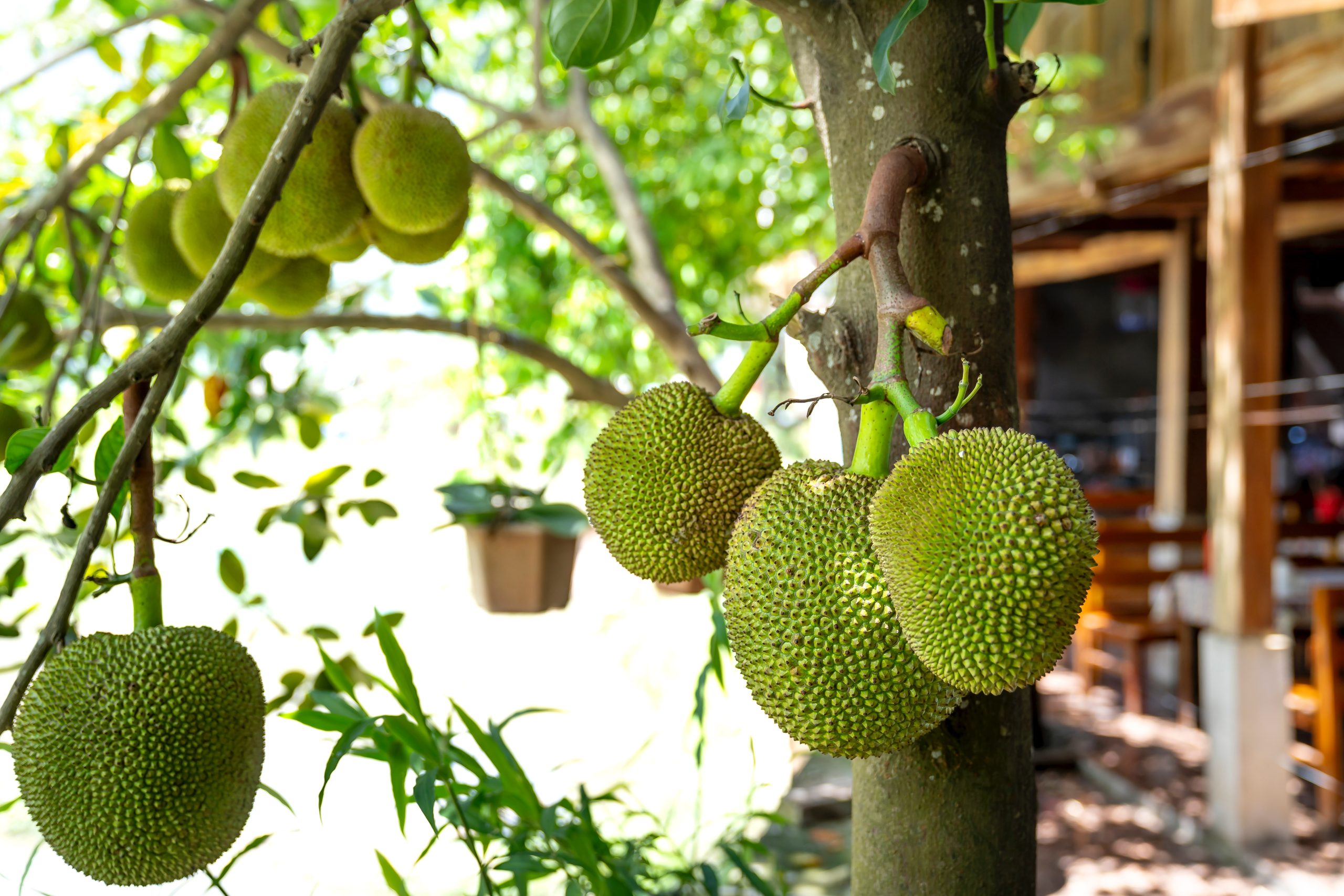 How to Grow a Jackfruit Tree From Seed