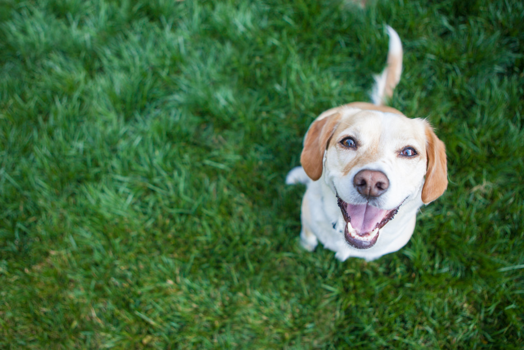 smiling dog in garden