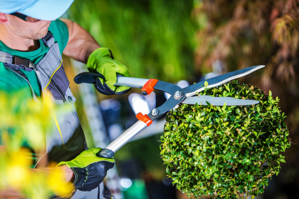 a man using hand trimmer to maintain hedges