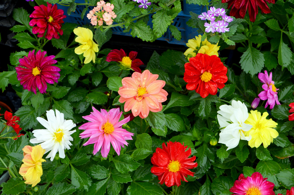 Colorful flowering plants