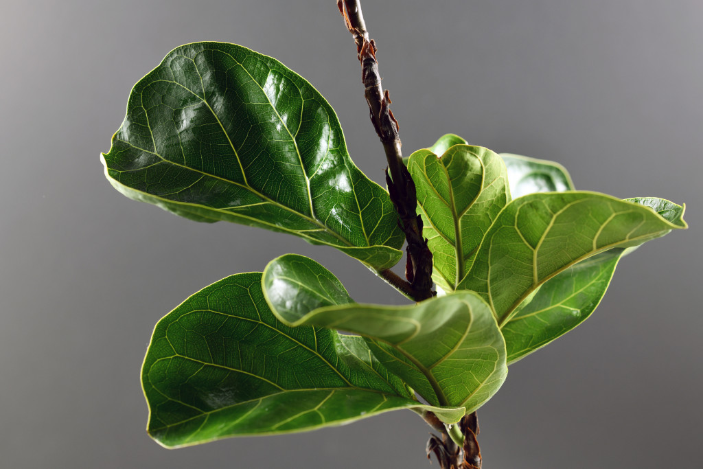 a close up image of fiddle leaf fig
