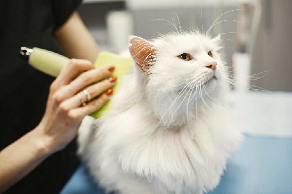 owner combing her white cat
