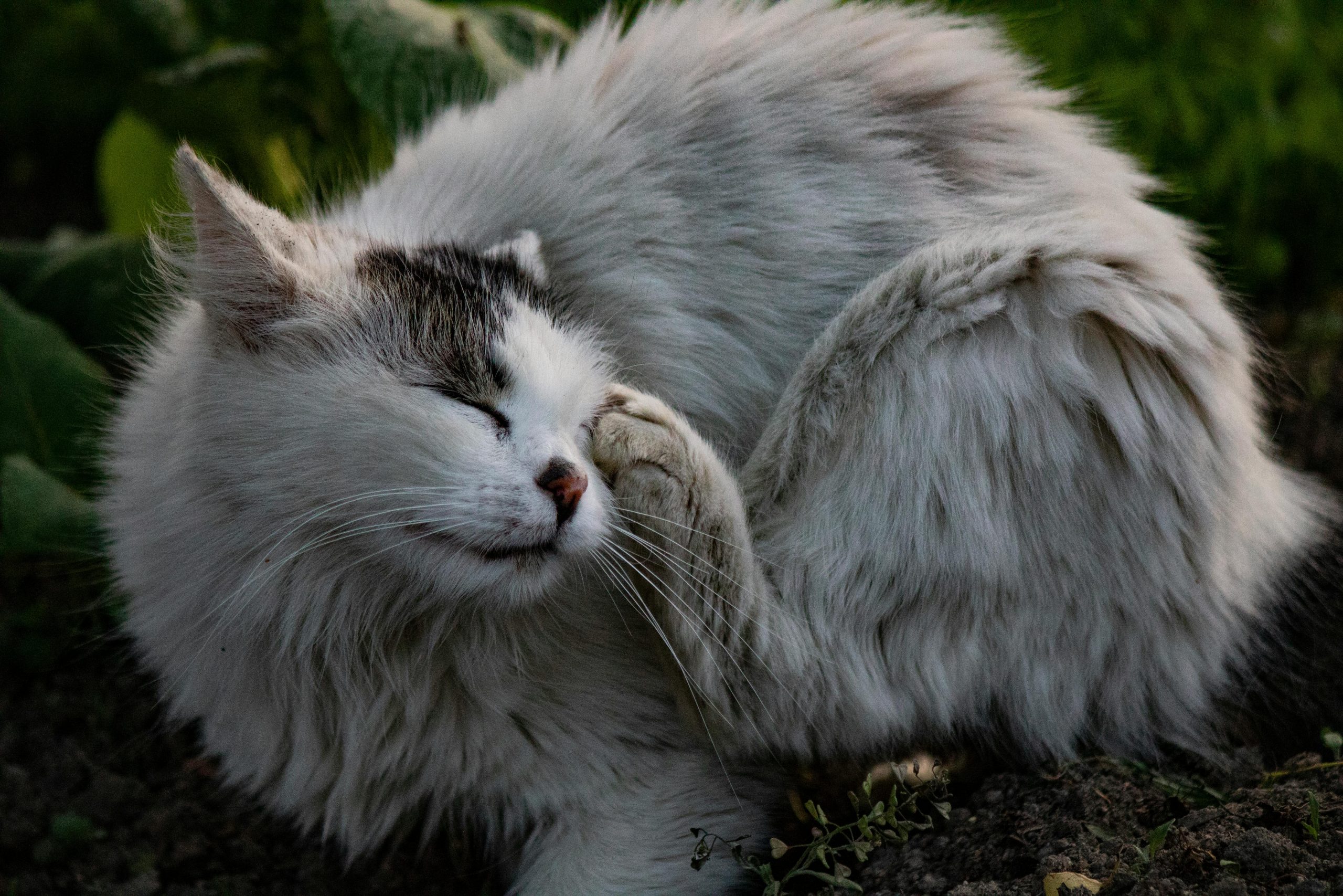 white cat scratching its head